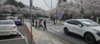 설봉공원 벚꽃 만개… 상춘객 급증