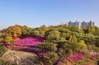 분홍빛 철쭉 바다 ‘소문난 꽃의 낙원’ 