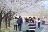 하남시 도심 곳곳 벚꽃 만개… 낮에는 ‘분홍빛’, 밤에는 ‘조명빛’ 물결